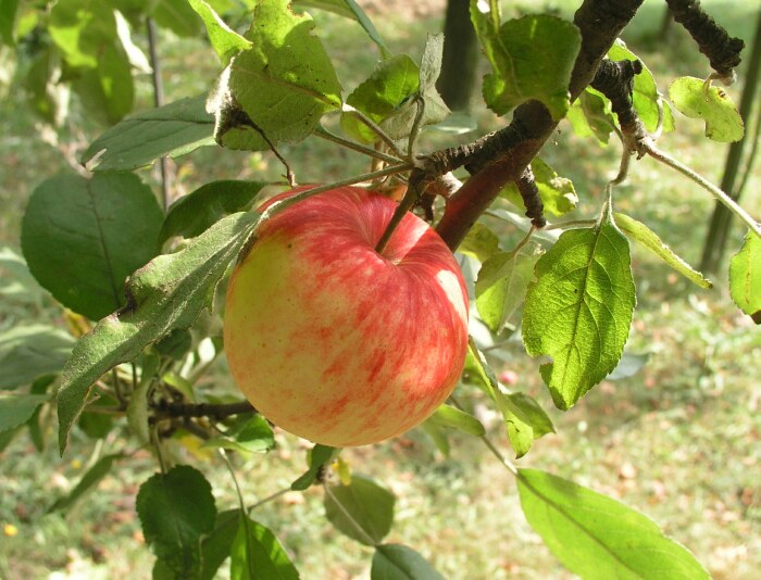 Kulatý vitamín