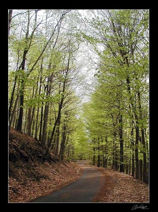 Lesní cesta