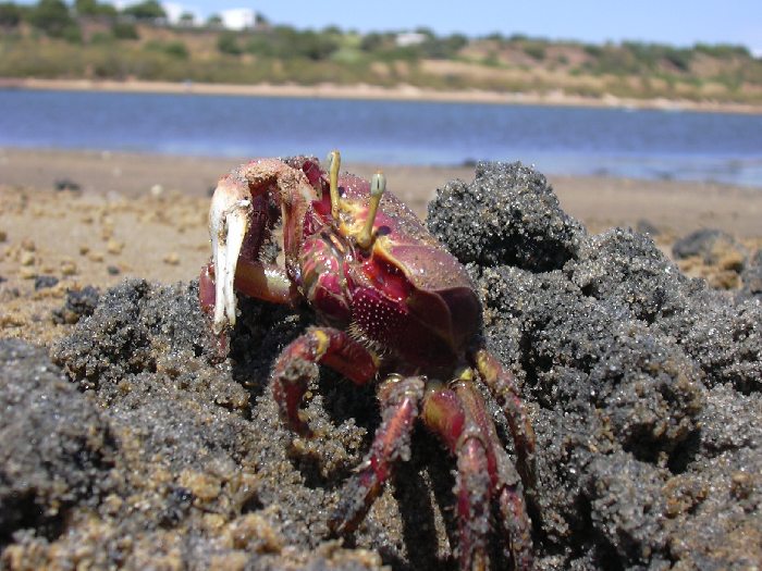 Krab houslista
