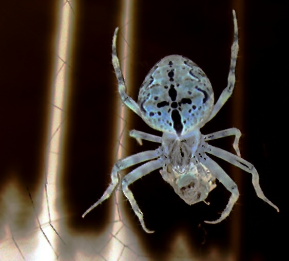 Arachmé