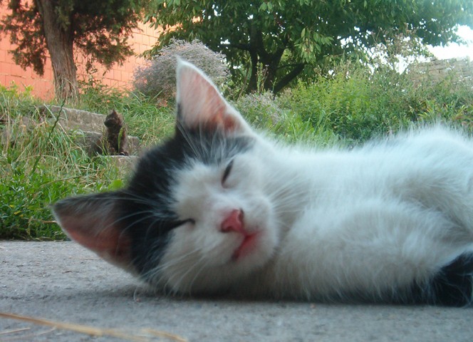 Koťata