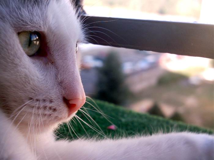cici
