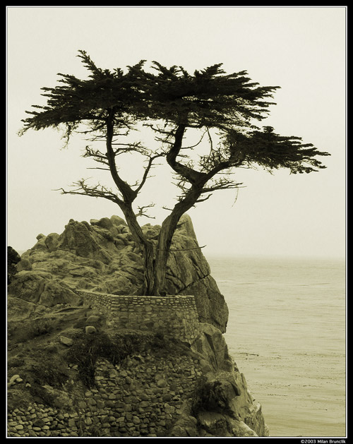 The Lone Cypress
