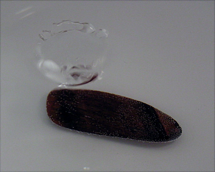 koruna
