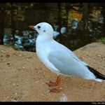 Racek