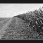 .: CORN NEVEREND :.