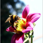 som späť: <b>Čmeliak</b>