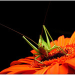 som späť: <b>Koník</b>