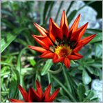 som späť: <b>Kvietok</b>