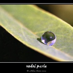 vodní perla