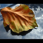 Podzim hlásí příchod ..