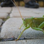 Podaří se Vám taky takhle vyfotit kobylku na zemi ??