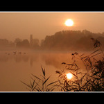 Ráno a probuzené labutě