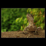<b> ..:: Lizzard ::. </b>