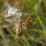 Ta práce nohou, sledujete ...