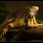 Drak