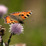 motyl jako tisic jinych