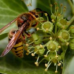 Debužírující sršeň