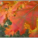 Jesenný pozdrav do Ameriky