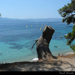 Brač