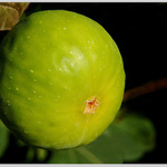 plod smokvoně - ficus carica