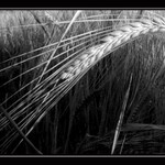 Tesne pred žatvou...