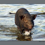 Prase v Rýně II, aneb Schwein im Rhein