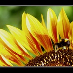 Vzpomínka na parné léto...