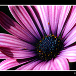 Fialová kopretina..(asi:-)