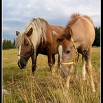 Šumava III.