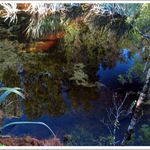 Koláž made by Nature