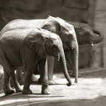 Nástup na rozcvičku