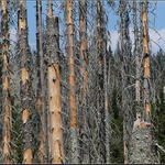 Experiment "Suchý les"