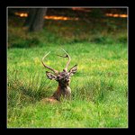 Čichám, čichám člověčinu... :-)