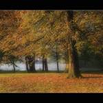 Erotika podzimního stromu ve 100 kB