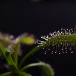 Drosera capensis