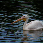 Krásný pták na krásné vodě