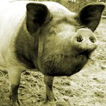 Roztomilé prasátko