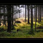 ...z jizerských lesů a strání...