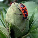 Ruměnice pospolná neboli ploštice