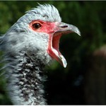 Fuck off KFC !