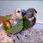 PAPAGAJ DUO