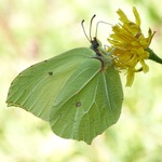 že by letošní poslední?