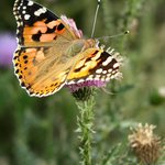 Babočka  (Vincenc ? )