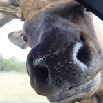 Nečekaná návštěva