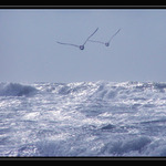 twins are flying for freedom