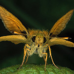 Soumračník čárečkovaný