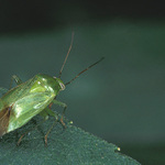 Mám skočit nebo ne?