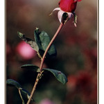 Poupě na konci léta