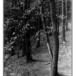 Na chvíli v lese...